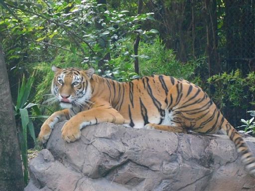 Felinos rescatados de BJWT siguen en custodia temporal