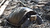 Meet Fernanda the giant tortoise from a species believed extinct a century ago