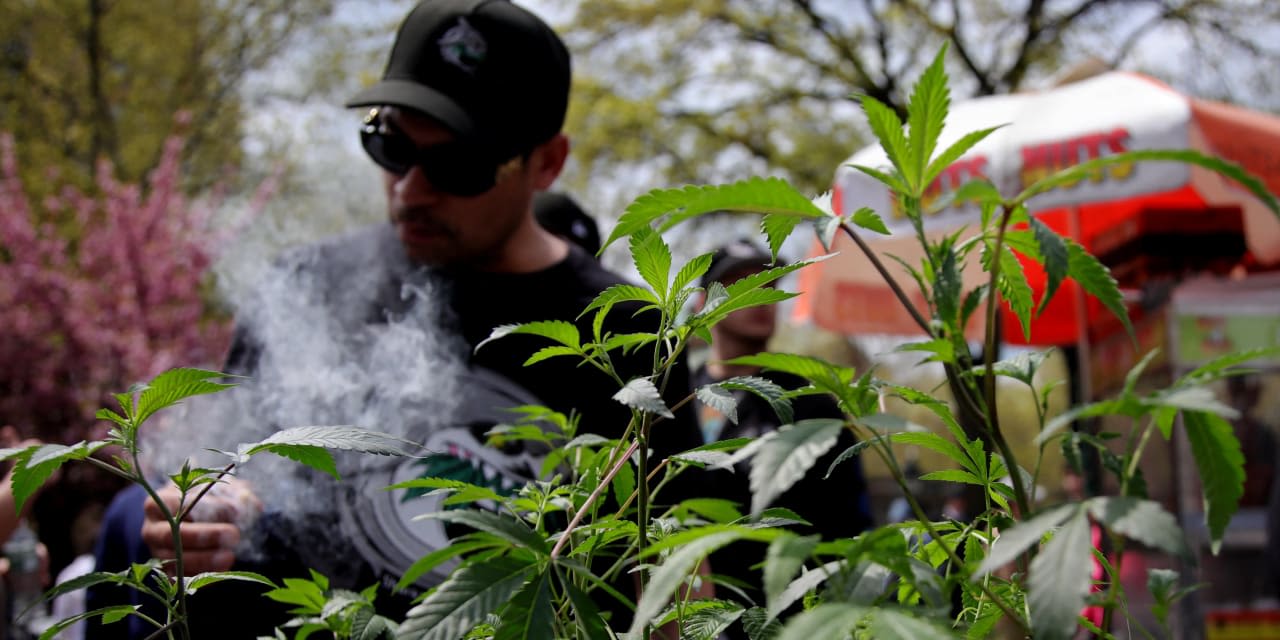 Opinion | New York Tries to Prune Its Illegal Marijuana Crop