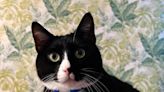 Portland cat wins Wackiest Pet Names contest