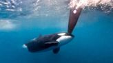 Orcas vuelven a atacar y hunden un yate en el Estrecho de Gibraltar | Teletica