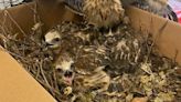 Rescued baby red shouldered hawks reunite with parents after nest destruction