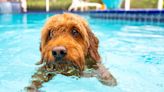 Goldendoodle's Adorable Recreation of Iconic 'Jaws' Scene Is a Stroke of Genius