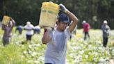 NC farmworkers: Here’s what you don’t see, but I did as a caregiver | Opinion