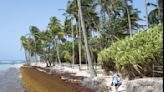 Rotting sargassum is choking the Caribbean’s white sand beaches, fueling an economic and public health crisis