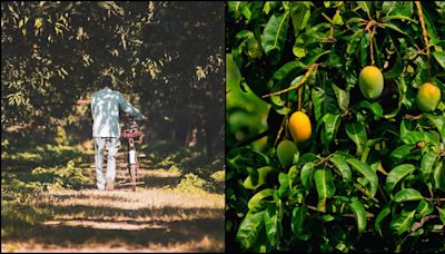 Reliance’s Mango Empire: How Mukesh Ambani transformed barren lands into Asia’s largest orchard