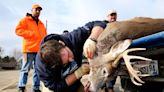 Deer disease cuts down trophy buck population in Kansas