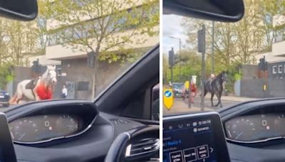 Pánico en Londres: cinco caballos de la Caballería Real, uno de ellos cubierto de sangre, se escapan en pleno centro