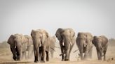 Botswana threatens to send 20,000 elephants to Germany in trophy hunting ban row