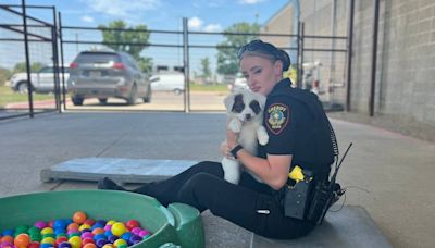 Paw Patrol! How this Tarrant sheriff’s deputy saved eight puppies on a triple-digit day