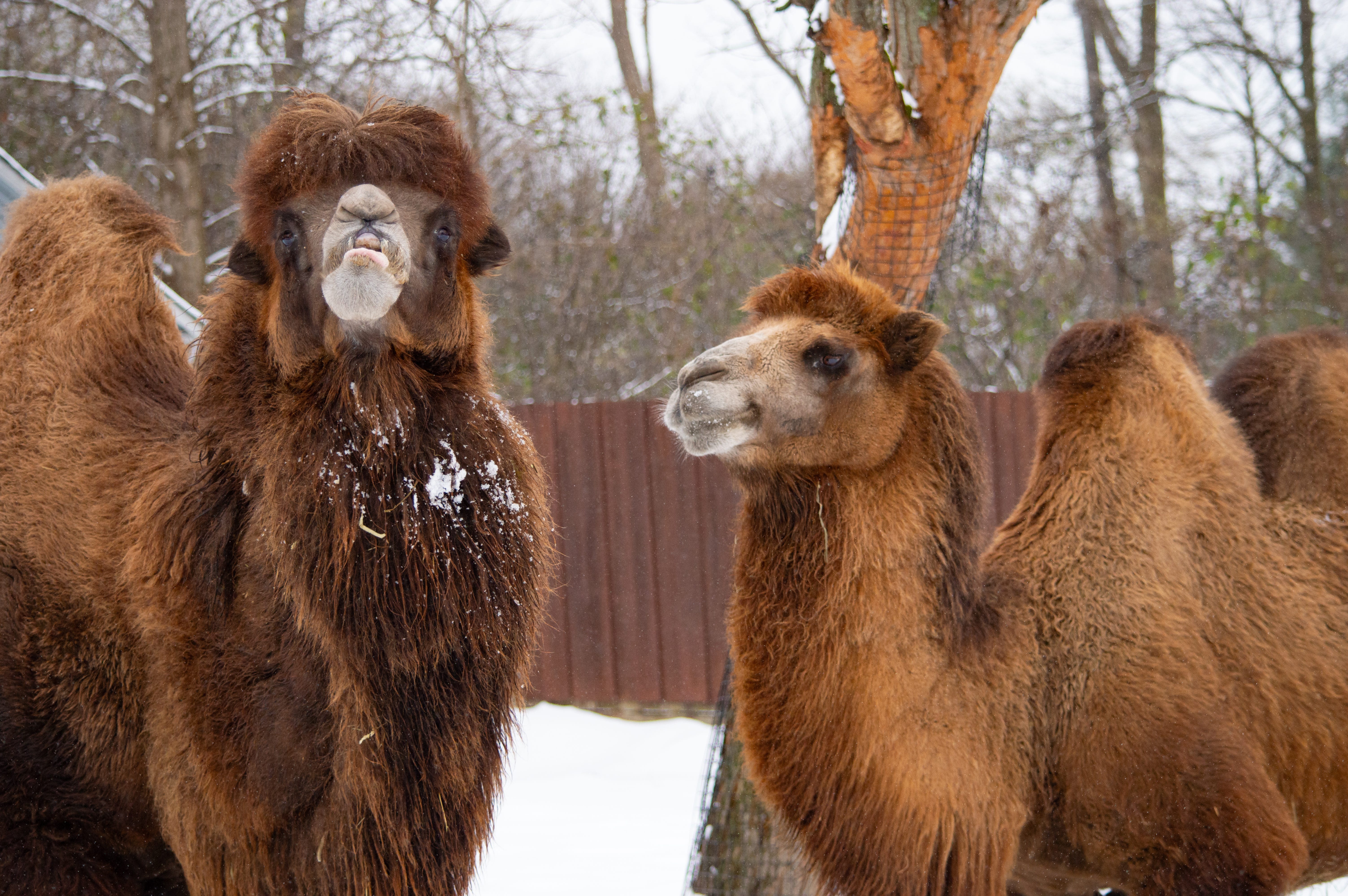 Utica Zoo announces death of two long-term residents, both due to problems of old age