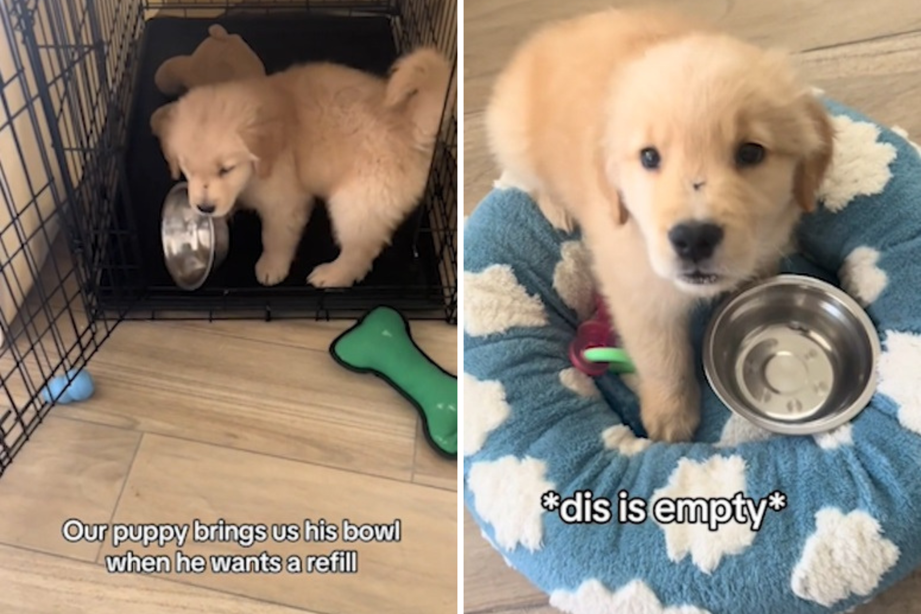 Golden retriever puppy has hilarious habit to tell owners he's hungry