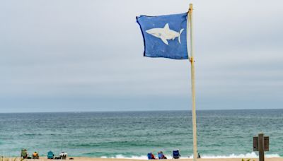 Great white sharks spotted off multiple Cape Cod beaches ahead of 4th of July weekend