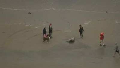 Fragments of decomposed whale wash ashore in La Jolla