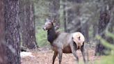 Elk hunting access agreement application deadline is May 1