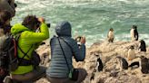 Una guía para ver de cerca al famoso pingüino de penacho amarillo en Puerto Deseado - Diario El Sureño