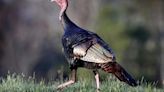 Conservation group addresses drop in wild turkey populations across the Southeast