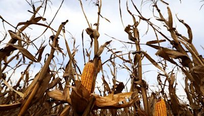 El nuevo y peligroso enemigo del maíz argentino por el cambio climático: la chicharrita