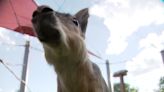 Watch: Large, Argentina-native rodent on the loose in Colorado park