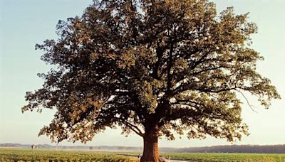 On the hunt for Missouri's Champion Trees, the biggest and oldest of their kind