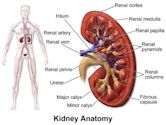 Renal cortex