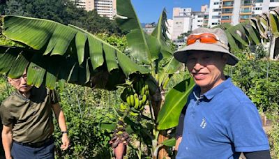 Botanical fluke or climate omen: What does a celebrity banana tree in Seoul mean?