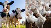 Study Says Avian Flu Virus Potentially More Infectious To Humans from Cattle Than Birds