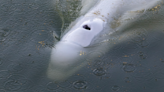Beluga whale that captured worldwide attention in France is euthanized after desperate rescue attempt