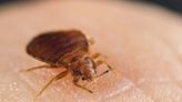 Holidaymakers ‘put off’ booking hotels in UK as reports of bedbugs soar