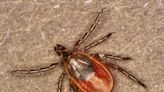 How you can repel disease-carrying ticks without any chemicals