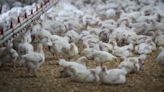 Scientists wary of bird flu pandemic 'unfolding in slow motion'