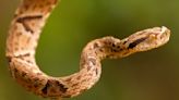 Researcher Steps on 100 Pit Vipers (For Science!)