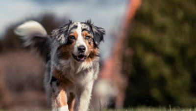 Australian Shepherd Comes Face to Face With a Deer and Their Reactions Are Too Cute