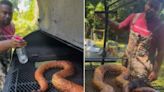 Influencer Faces Backlash For Cooking And Eating 12-foot Python In Viral Video - News18