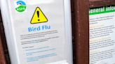 European Scientists Assess Avian Flu Pandemic Risk