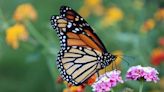 Monarch butterflies in danger of extinction