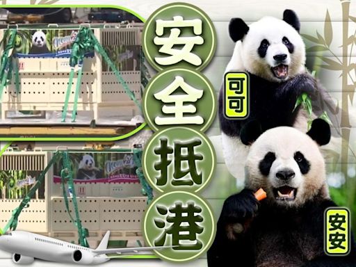 大熊貓安安和可可順利抵港 轉運往海洋公園