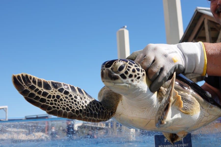 Texas aquarium nominated for USA Today award