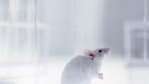 Anti-ageing breakthrough: Scientists pinpoint hormone that extends mice lifespan
