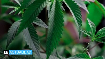 Estados Unidos clasificará a la marihuana como una droga de bajo riesgo