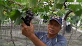今年首颱艾維尼將生成 葡萄農呼喚子女返鄉搶收