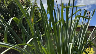 Don't remove spent daffodil leaves, even if they are ugly