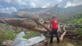 Angus tree surgeon Owen at heart of Caribbean disaster effort in Hurricane Beryl clear-up