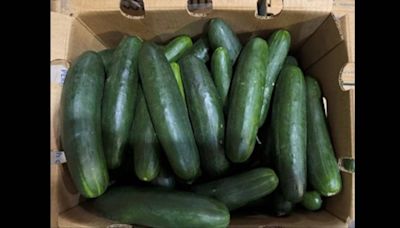 A Florida company’s recalled cucumbers might be linked to a salmonella outbreak