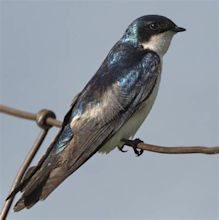 Tree Swallow | San Diego Bird Spot