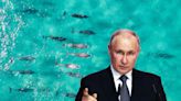 Cetacean secret agents: All about Putin's covert combat dolphins
