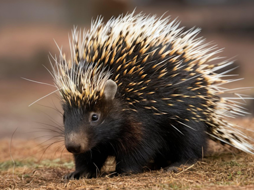 Porcupine’s On-Point Dance Moves Have People Calling Him ‘Sir Dancelot'