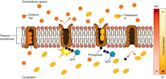 Transport protein