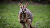 Wallaby on the loose in Co Tyrone