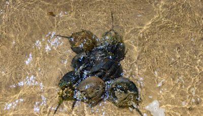 Horseshoe crabs spawn with wild abandon as state rolls out new protections
